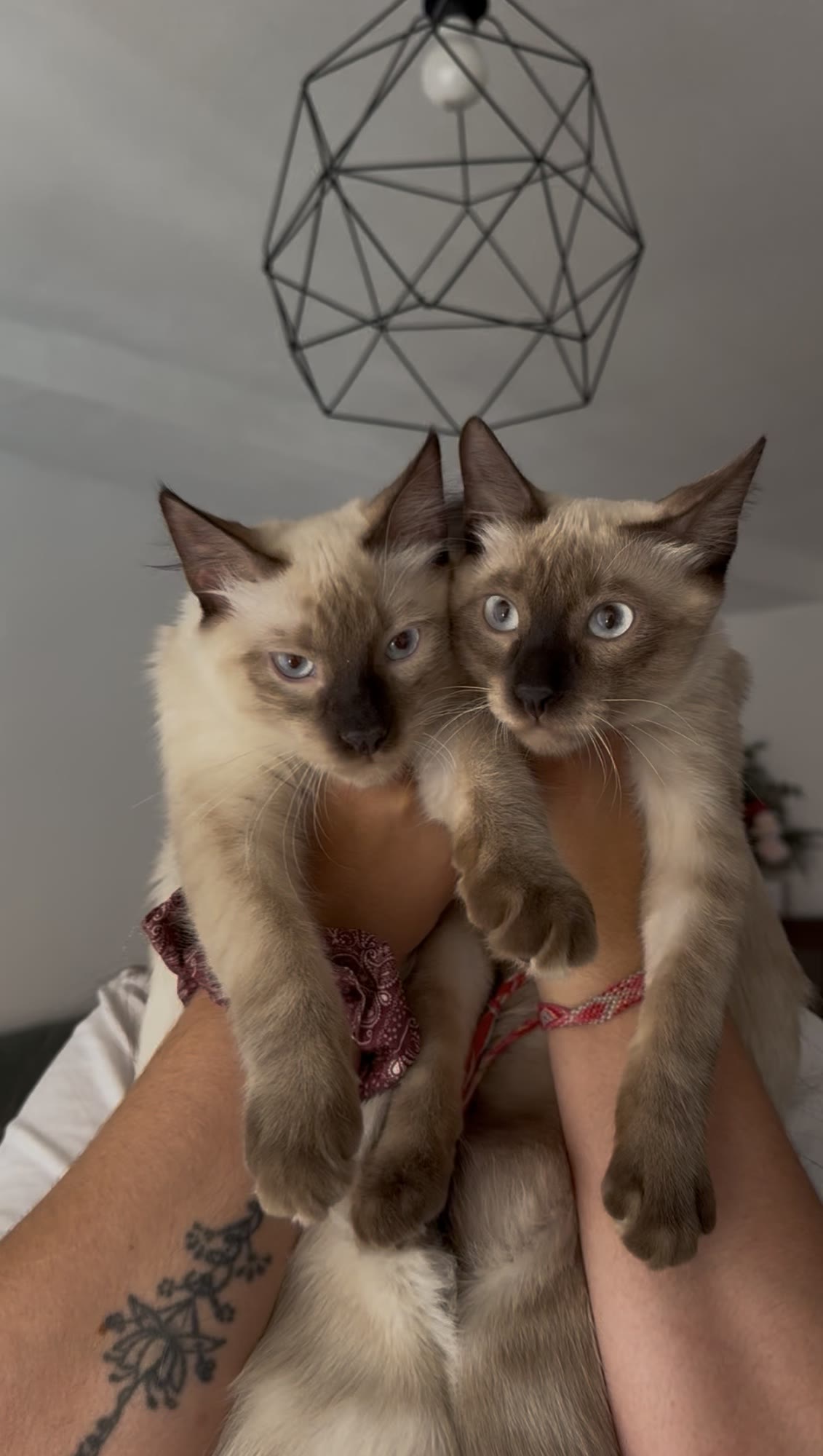 Los gatos de la casa de Siamés