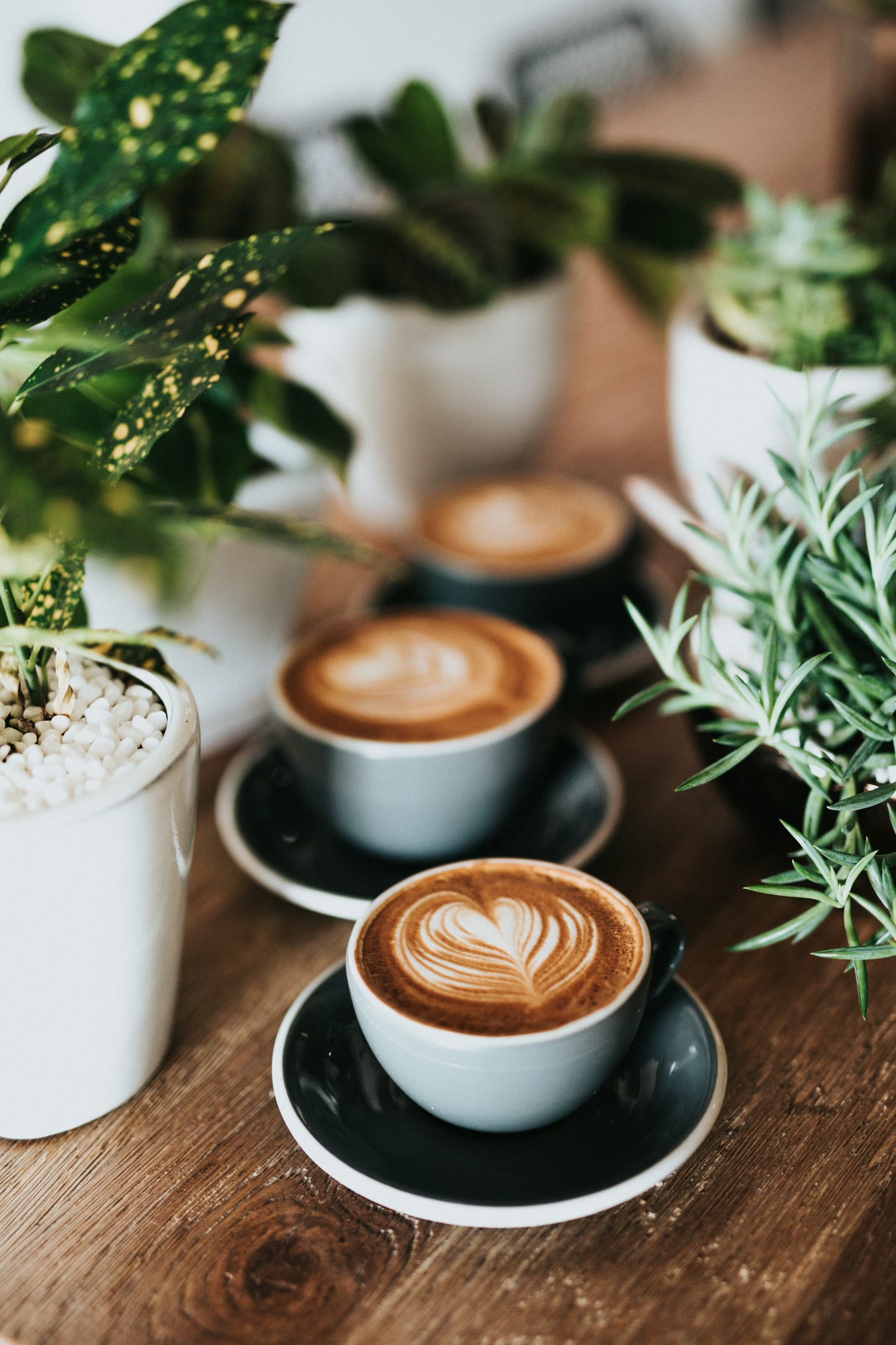 Latte de Siamés Coffee